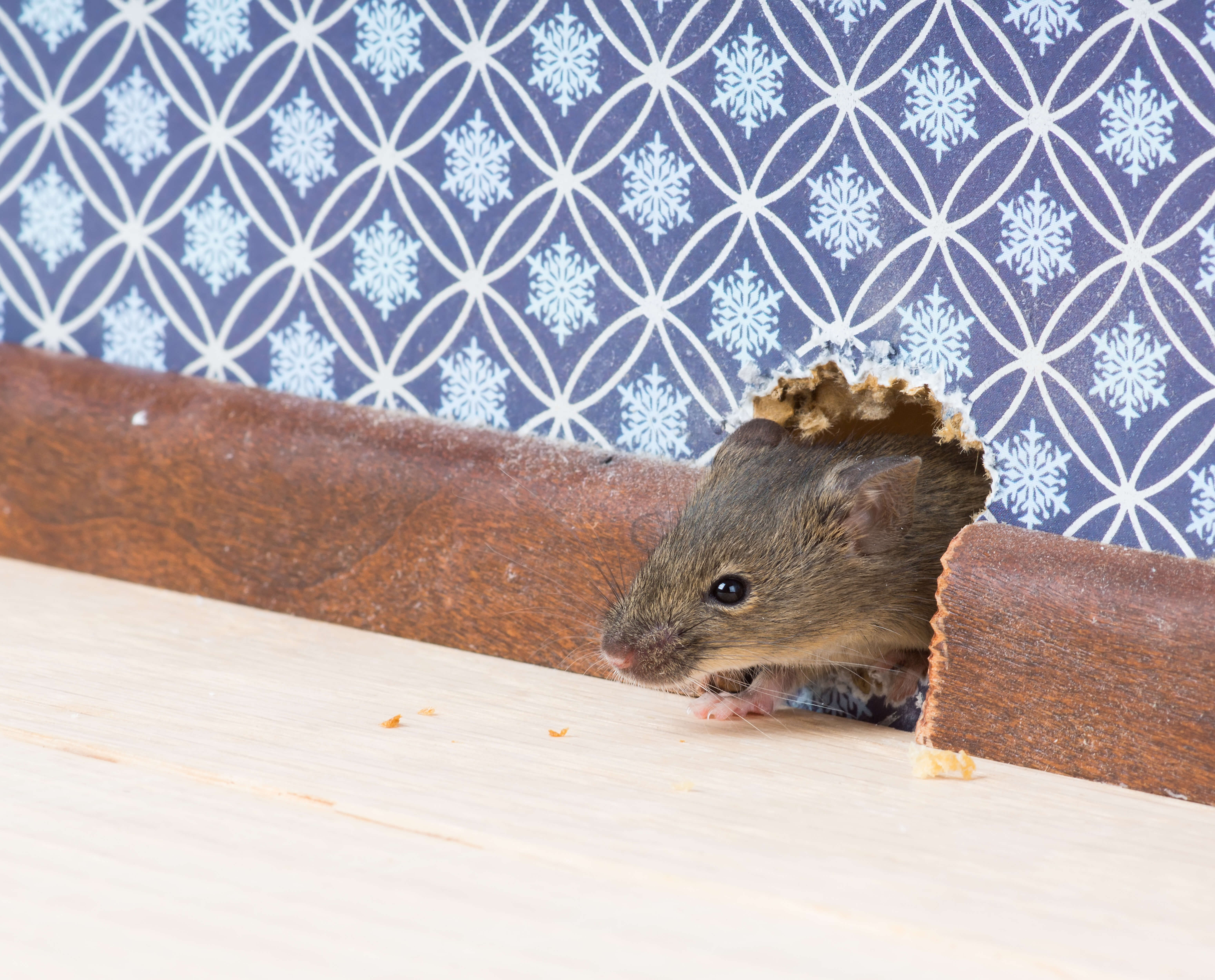 Find Your Pest